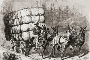 Teamster: African American teamster transporting a ?