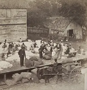 Freedmen: African American workers preparing cotton