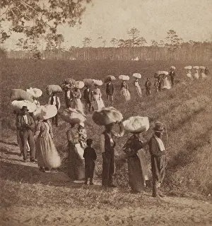 Lowlands: African American workers returning from picking