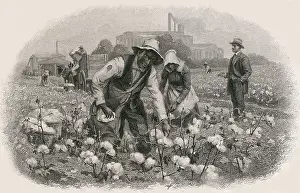 Ginning: African Americans pick cotton under the ?