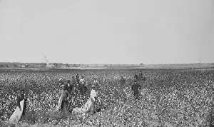 Lcgr2001: African Americans picking cotton in an Oklahoma