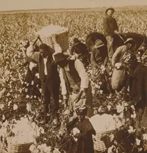 9 People: African Americans at picking cotton under supervision