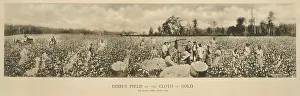 African Americans working in a cotton field, ?