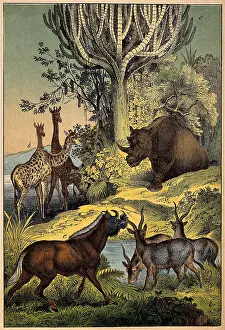 Rhino: African Animals at Waterhole, Illustration