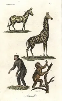 Ferrario: African animals: zebra, giraffe, chimpanzee