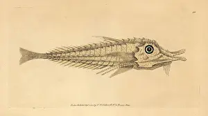 Searobin: African armored searobin, Peristedion cataphractum