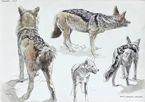 Jackal: African Black-backed Jackal