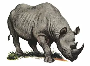 Rhino: African Black Rhino