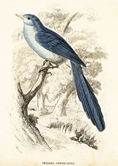 Longicauda: African blue-flycatcher, Elminia longicauda