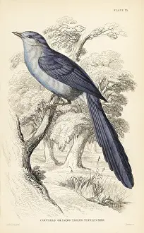 Lizars: African blue-flycatcher, Elminia longicauda