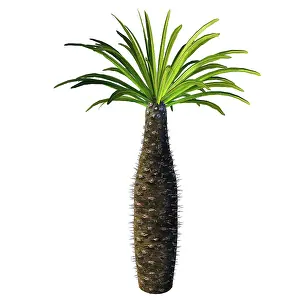 Cactus: African bottle tree, Pachypodium geayi