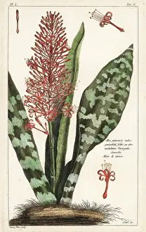 Filius: African bowstring hemp, Sansevieria hyacinthoides