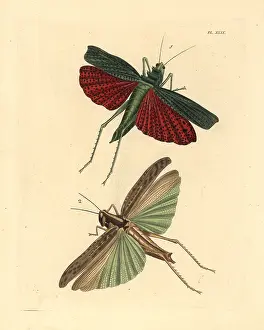 Locusta: African and brown-spotted locusts