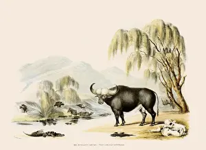 Pounds: African Buffalo