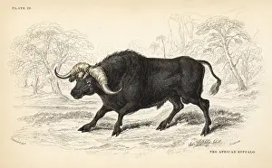 Caffer: African buffalo or Cape buffalo, Syncerus caffer
