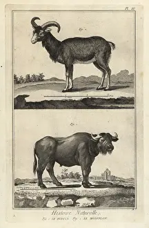 Mouflon: African buffalo and mouflon