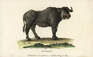 Caffer: African buffalo, Syncerus caffer