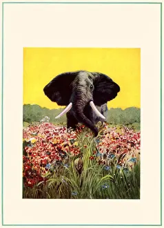 Aroused: African Bull Elephant