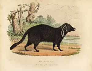 Smellie: African civet, Civettictis civetta