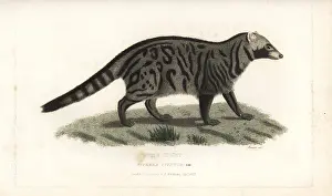 Civettictis: African civet, Civettictis civetta