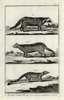 Antonio Baratti: African civet, large Indian civet and genet
