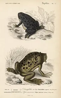 Capensis: African clawed frog and Surinam toad
