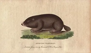 Capensis: African coast rat or Cape mole rat, Georychus capensis