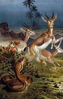 Springbok: African Cobra & Gazelles