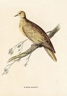 Bildersaal: African collared-dove (ringed), Streptopelia