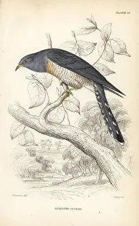 Lizars: African cuckoo, Cuculus gularis