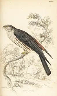 Ploceus: African cuckoo-hawk, Aviceda cuculoides