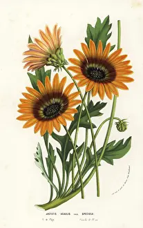 Speciosa: African daisy, Arctotis acaulis