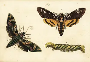 Pauquet: African death's head hawkmoth and oleander hawk-moth