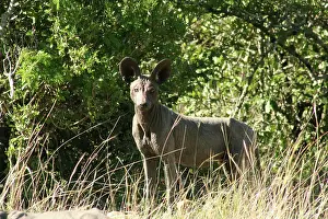 Diseases: African Dog with Mange
