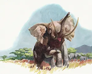 Pacaderm: African Elephant