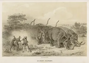 Needless: African Elephant Herd