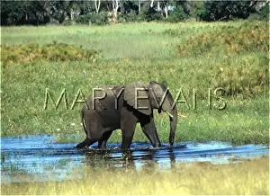 Wades: AFRICAN ELEPHANT/NAMIBIA