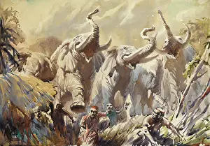 Charging: African elephants rampaging