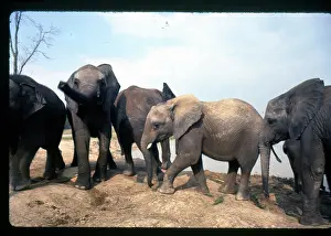 Warily: African elephants in the wild