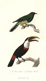 Ramphastos: African emerald cuckoo and black-mandibled toucan