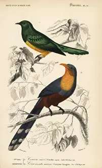 Coccyzus: African emerald cuckoo and red-billed malkoha