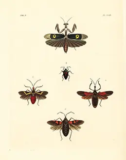 Cimex: African flower mantis and exotic beetles