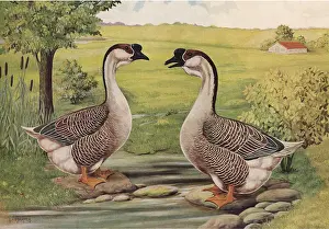 Spanning: African Geese