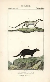 Mongoose: African genet, Genetta genetta, and marsh or