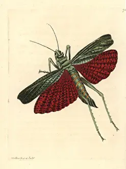 Gryllus: African grasshopper or milkweed locust, Phymateus cinctus