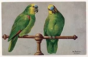 Psittacus: AFRICAN GREEN PARROT