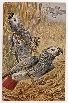 Scarcely: AFRICAN GREY PARROT