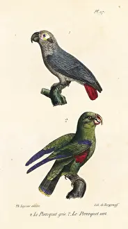 Oeuvres: African grey parrot and green parakeet