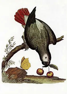 Albin: African Grey Parrot, Psittacus erithacus