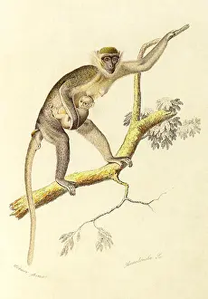 Apes: African Guenon (Ceropithecus griseus)
